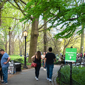 strawberry fields central park-3.jpg