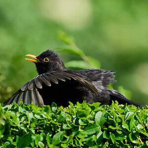 blackbird 2024.jpg