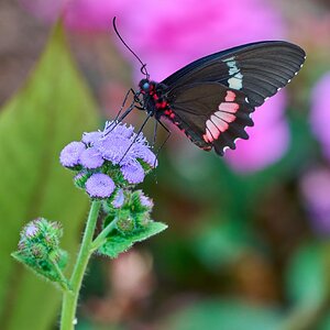 Butterfly -South Coast Botanical Gardens - 05162024 - 13- DN.jpg