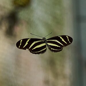 Butterfly -South Coast Botanical Gardens - 05162024 - 15- DN.jpg