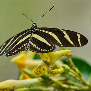 Butterfly -South Coast Botanical Gardens - 05162024 - 01- DN.jpg
