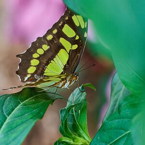 Butterfly -South Coast Botanical Gardens - 05162024 - 02- DN.jpg