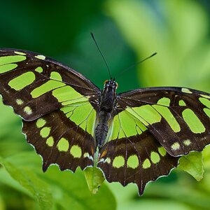 Butterfly -South Coast Botanical Gardens - 05162024 - 04- DN.jpg