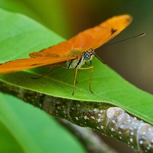 Butterfly -South Coast Botanical Gardens - 05162024 - 11- DN.jpg