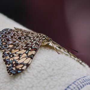 Owl Butterfly -South Coast Botanical Gardens - 05162024 - 01- DN.jpg