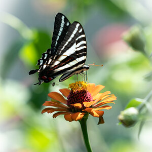 Zebra Swallowtail