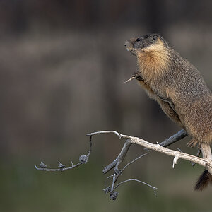Yellow-bellied-marmot-0515.jpg