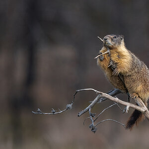Yellow-bellied-marmot-0704.jpg
