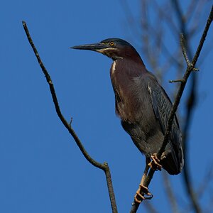 Green Heron - Bombay Hook NWR - 05282024 - 01- DN.jpg