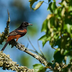 Orchard Oriole - Bombay Hook NWR - 05282024 - 06- DN.jpg