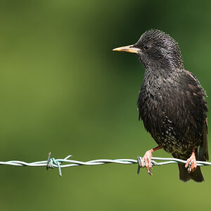 Starling-DSC07856-2048px.jpg