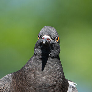 A7408548-2.jpg