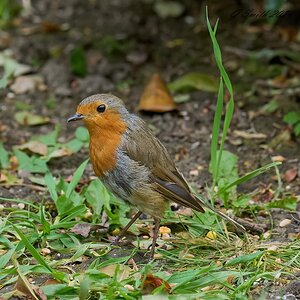 robin 2024 42.jpg