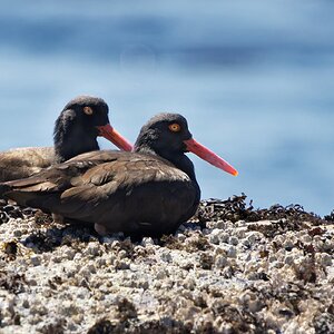 Oyster Catchers.jpg