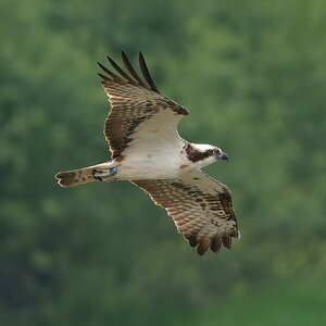 DSC03483 - Osprey.jpeg