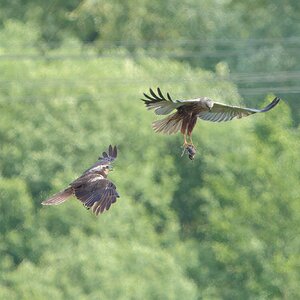 DSC07103 - Marsh Harrier food pass.jpeg