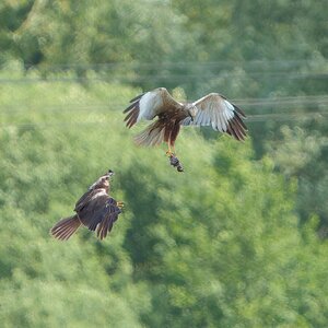 DSC07104 - Marsh Harrier food pass.jpeg