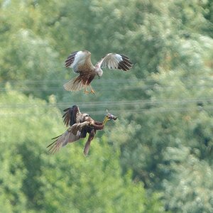 DSC07107 - Marsh Harrier food pass.jpeg