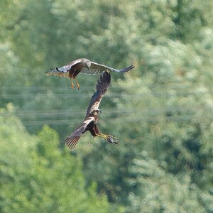 DSC07109 - Marsh Harrier food pass.jpeg