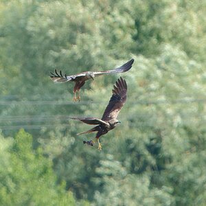 DSC07112 - Marsh Harrier food pass.jpeg