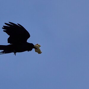 American Crow - Redondo Beach - 05192024 - 03- DN.jpg