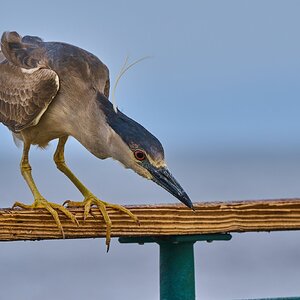 Green Heron - Redondo Beach - 05192024 - 01- DN.jpg