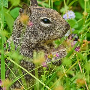 California Ground Squirrel - South Coast Botanical Gardens - 05162024 - 01- DN.jpg