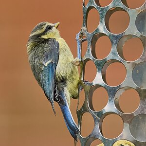 bluetit 2024 14.jpg
