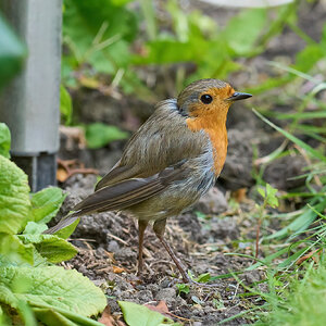 robin 2024 45.jpg