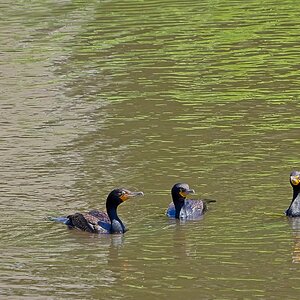 Presenting The Four Cormorants, Featuring Monty.jpeg