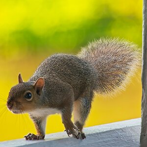 Bright-Eyed and Bushy-Tailed.jpg