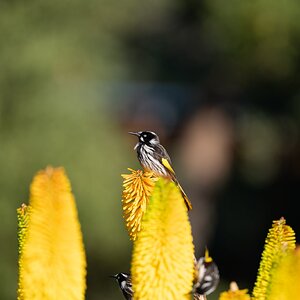 HoneyEaters_1.jpg