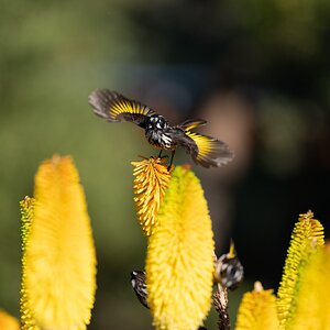 HoneyEaters_2.jpg
