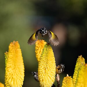 HoneyEaters_3.jpg