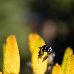 HoneyEaters_4.jpg
