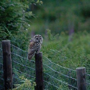 Tawny-DSC05145-DeNoiseAI-2048px.jpg