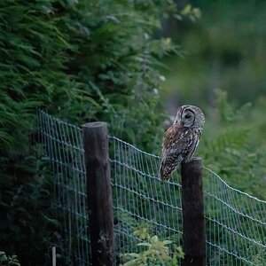 Tawny-DSC05146-DeNoiseAI-2048px.jpg