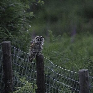 Tawny-DSC05145-2048px.jpg