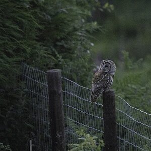 Tawny-DSC05146-2048px.jpg