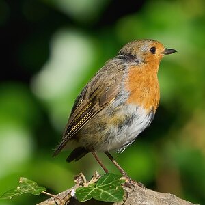 robin 2024 47.jpg