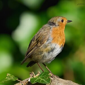 robin 2024 46.jpg