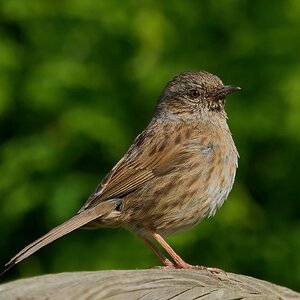 dunnock 2024 3.jpg