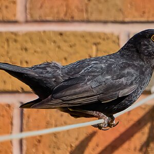 blackbird 2024 5.jpg