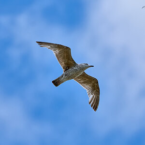 gull 2024 6.jpg
