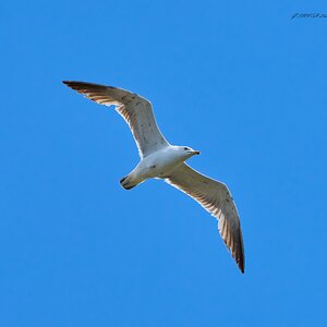 gull 2024 (3).jpg