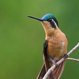 White-throated Mountain-gem - Talamanca Highlands - 03072024 - 04- DN.jpg