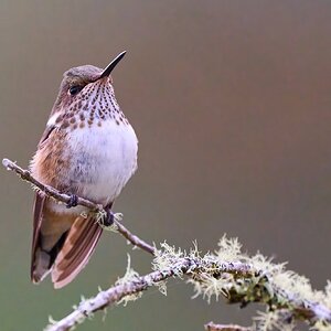 Volcano Hummingbird - Talamanca Highlands - 03072024 - 09- DN.jpg