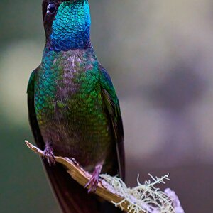 Talamanca Hummingbird - Talamanca Highlands - 03072024 - 06- DN.jpg