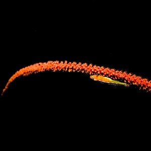 DSC0845508455Coral gobi 1.jpg