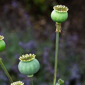 poppy_bulbs-1.jpg
